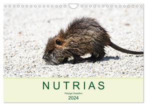 NUTRIAS – Pelzige Gesellen (Wandkalender 2024 DIN A4 quer), CALVENDO Monatskalender von Styppa,  Robert