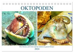 Oktopoden. Drei Herzen, acht Arme und das Gehirn im ganzen Körper (Tischkalender 2024 DIN A5 quer), CALVENDO Monatskalender von Hurley,  Rose
