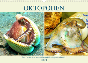 Oktopoden. Drei Herzen, acht Arme und das Gehirn im ganzen Körper (Wandkalender 2023 DIN A3 quer) von Hurley,  Rose