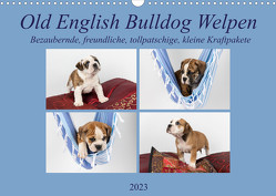 Old English Bulldog Welpen (Wandkalender 2023 DIN A3 quer) von Verena Scholze,  Fotodesign