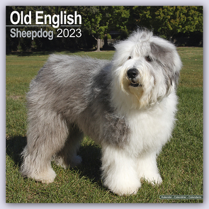Old English Sheepdog – Bobtails 2023 – 16-Monatskalender
