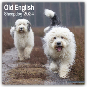 Old English Sheepdog – Bobtails 2024 – 16-Monatskalender