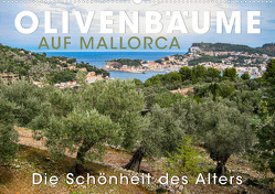 Olivenbäume auf Mallorca – Die Schönheit des Alters (Wandkalender 2023 DIN A2 quer) von Oelschläger,  Wilfried