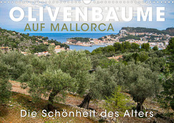 Olivenbäume auf Mallorca – Die Schönheit des Alters (Wandkalender 2023 DIN A3 quer) von Oelschläger,  Wilfried