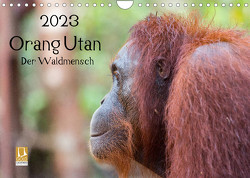 Orang Utan 2023 – Der Waldmensch (Wandkalender 2023 DIN A4 quer) von Heiss Photography,  Daniel
