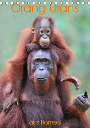 Orang Utans aus Borneo (Tischkalender 2020 DIN A5 hoch) von Weiß,  Elmar