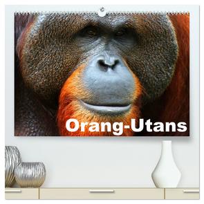 Orang-Utans (hochwertiger Premium Wandkalender 2024 DIN A2 quer), Kunstdruck in Hochglanz von Stanzer,  Elisabeth