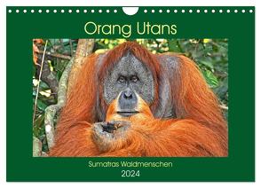 Orang Utans Sumatras Waldmenschen (Wandkalender 2024 DIN A4 quer), CALVENDO Monatskalender von Edel,  Anja