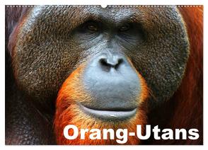 Orang-Utans (Wandkalender 2024 DIN A2 quer), CALVENDO Monatskalender von Stanzer,  Elisabeth