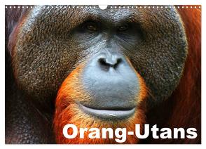 Orang-Utans (Wandkalender 2024 DIN A3 quer), CALVENDO Monatskalender von Stanzer,  Elisabeth