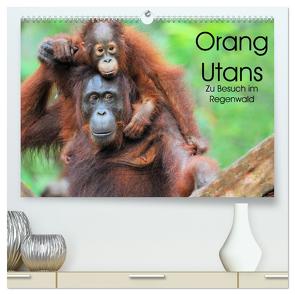 Orang Utans: Zu Besuch im Regenwald (hochwertiger Premium Wandkalender 2024 DIN A2 quer), Kunstdruck in Hochglanz von Weiß,  Elmar