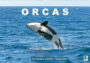 Orcas: Schwarz-weiße Giganten (Premium, hochwertiger DIN A2 Wandkalender 2022, Kunstdruck in Hochglanz) von CALVENDO