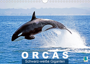 Orcas: Schwarz-weiße Giganten (Wandkalender 2020 DIN A4 quer) von CALVENDO