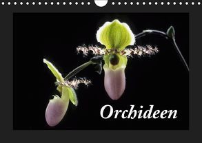 Orchideen 2019 (Wandkalender 2019 DIN A4 quer) von kleber©gagelart