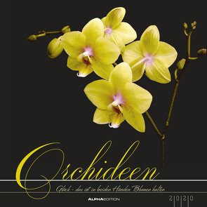 Orchideen 2020 – Orchids – Bildkalender (33 x 33) – mit Notizbereich – Blumen – Wandkalender von ALPHA EDITION, Haak,  Rainer