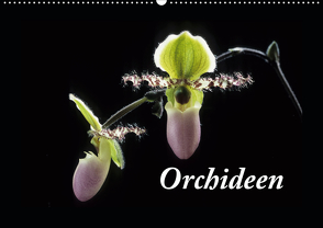 Orchideen 2021 (Wandkalender 2021 DIN A2 quer) von kleber©gagelart