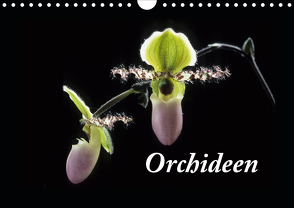 Orchideen 2021 (Wandkalender 2021 DIN A4 quer) von kleber©gagelart