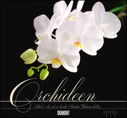 Orchideen 2022 – DUMONT Wandkalender – mit den wichtigsten Feiertagen – Format 38,0 x 35,5 cm von Haak,  Rainer