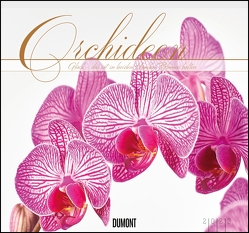 Orchideen 2023 – DUMONT Wandkalender – mit den wichtigsten Feiertagen – Format 38,0 x 35,5 cm von Haak,  Rainer