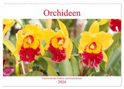 Orchideen Feuerwerk der Farben (Wandkalender 2024 DIN A2 quer), CALVENDO Monatskalender von Kruse,  Gisela
