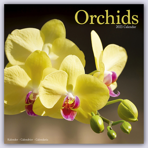 Orchids – Orchideen 2023 – 16-Monatskalender