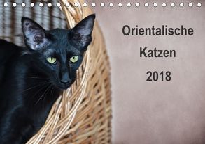 Orientalische Katzen (Tischkalender 2018 DIN A5 quer) von Bollich,  Heidi