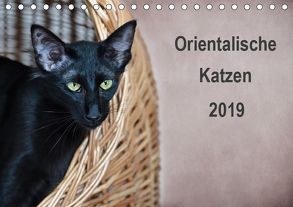 Orientalische Katzen (Tischkalender 2019 DIN A5 quer) von Bollich,  Heidi