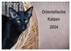 Orientalische Katzen (Tischkalender 2024 DIN A5 quer), CALVENDO Monatskalender von Bollich,  Heidi