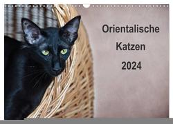 Orientalische Katzen (Wandkalender 2024 DIN A3 quer), CALVENDO Monatskalender von Bollich,  Heidi