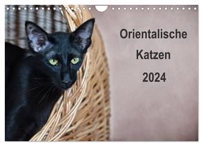 Orientalische Katzen (Wandkalender 2024 DIN A4 quer), CALVENDO Monatskalender von Bollich,  Heidi