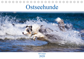 Ostseehunde (Tischkalender 2020 DIN A5 quer) von Langer,  Jill