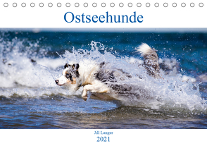 Ostseehunde (Tischkalender 2021 DIN A5 quer) von Langer,  Jill