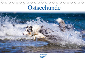 Ostseehunde (Tischkalender 2022 DIN A5 quer) von Langer,  Jill