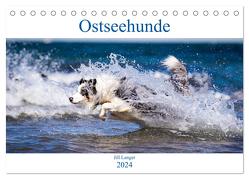 Ostseehunde (Tischkalender 2024 DIN A5 quer), CALVENDO Monatskalender von Langer,  Jill