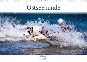 Ostseehunde (Wandkalender 2018 DIN A3 quer) von Langer,  Jill