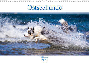 Ostseehunde (Wandkalender 2021 DIN A3 quer) von Langer,  Jill