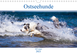 Ostseehunde (Wandkalender 2021 DIN A4 quer) von Langer,  Jill