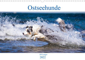 Ostseehunde (Wandkalender 2022 DIN A3 quer) von Langer,  Jill