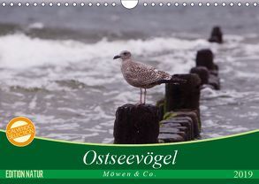 Ostseevögel (Wandkalender 2019 DIN A4 quer) von Münzel-Hashish - www.tierphotografie.com,  Angela