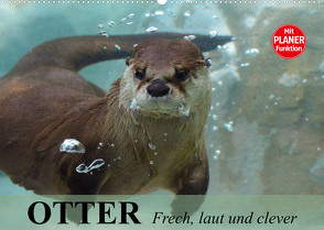 Otter. Frech, laut und clever (Wandkalender 2023 DIN A2 quer) von Stanzer,  Elisabeth