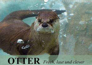 Otter. Frech, laut und clever (Wandkalender 2023 DIN A3 quer) von Stanzer,  Elisabeth