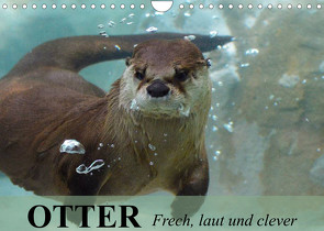 Otter. Frech, laut und clever (Wandkalender 2023 DIN A4 quer) von Stanzer,  Elisabeth