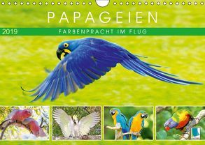 Papageien: Farbenpracht im Flug (Wandkalender 2019 DIN A4 quer) von CALVENDO
