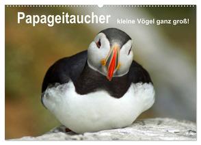 Papageitaucher – kleine Vögel ganz groß! (Wandkalender 2024 DIN A2 quer), CALVENDO Monatskalender von Paul - Babett's Bildergalerie,  Babett