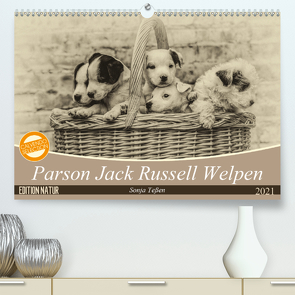 Parson Jack Russel Welpen (Premium, hochwertiger DIN A2 Wandkalender 2021, Kunstdruck in Hochglanz) von Teßen,  Sonja