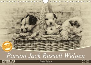 Parson Jack Russel Welpen (Wandkalender 2018 DIN A4 quer) von Teßen,  Sonja