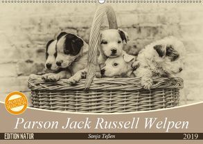 Parson Jack Russel Welpen (Wandkalender 2019 DIN A2 quer) von Teßen,  Sonja