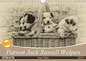 Parson Jack Russel Welpen (Wandkalender 2019 DIN A4 quer) von Teßen,  Sonja