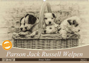 Parson Jack Russel Welpen (Wandkalender 2021 DIN A2 quer) von Teßen,  Sonja