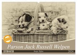 Parson Jack Russel Welpen (Wandkalender 2024 DIN A2 quer), CALVENDO Monatskalender von Teßen,  Sonja